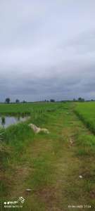 خرید زمین کشاورزی 1000 متری در محمودآباد