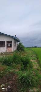 خرید زمین کشاورزی 1000 متری در محمودآباد