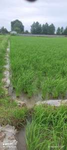 خرید زمین کشاورزی 1000 متری در محمودآباد