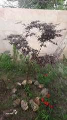 خرید ویلا باغ فلت در محمودآباد کلوده